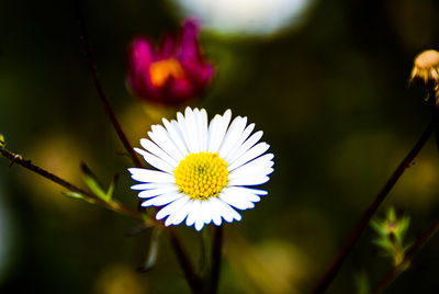 Close-up of fresh white cosmos flower blooming outdoors