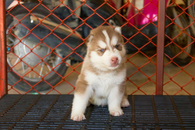 Close-up of a dog looking through metal fence