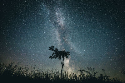 Low angle view of silhouette trees against sky at night