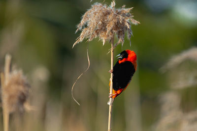 Close-up of a bird