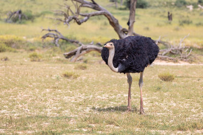 Side view of a bird on field