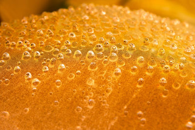 Full frame shot of wet plant