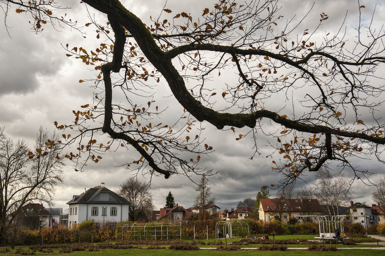 BARE TREES AND HOUSES AGAINST SKY