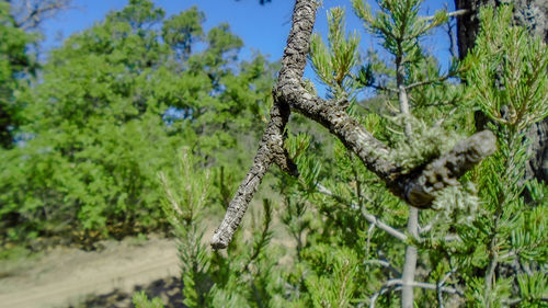Close-up of plant against trees