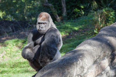 Portrait of gorilla in forest