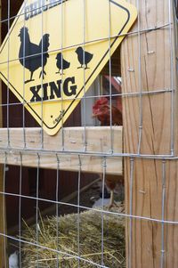 Close-up of rooster