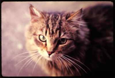 Close-up portrait of cat