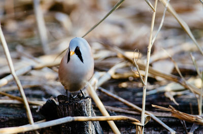 Close-up of bird perching outdoors