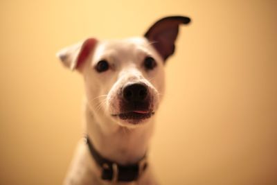 Close-up portrait of a dog