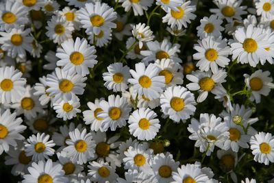 Close-up of white daisy flowers