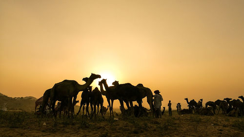 Camels and men standing at desert against clear sky during sunset
