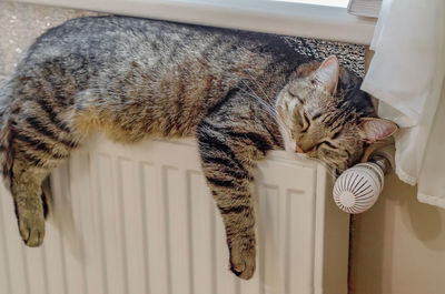 Home striped cat lies on the radiator.