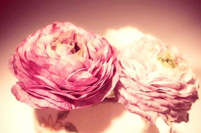 Close-up of pink rose