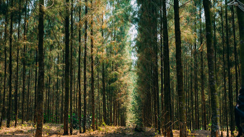 Pine trees in forest