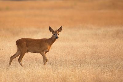 Side view of roe deer on grassy field