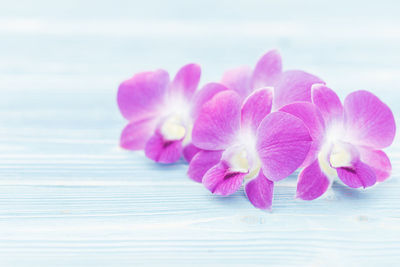 Close-up of pink flower on table