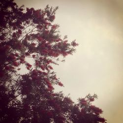 Low angle view of trees against sky