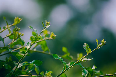 Close-up of fresh green plant
