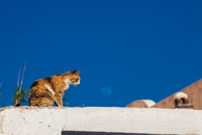 The cat and the moon in a beautiful day in santorini