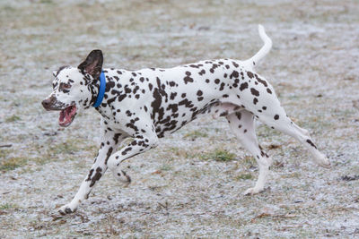 Dog on ground