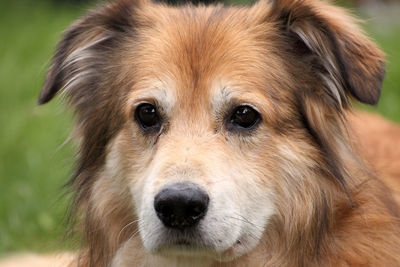 Close-up portrait of dog