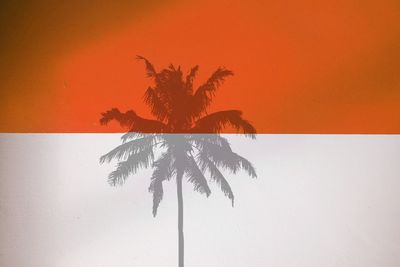 Palm tree against orange sky