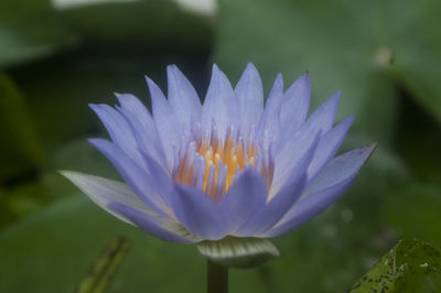 Close-up of flowers