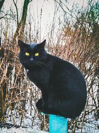 Portrait of black cat sitting on tree