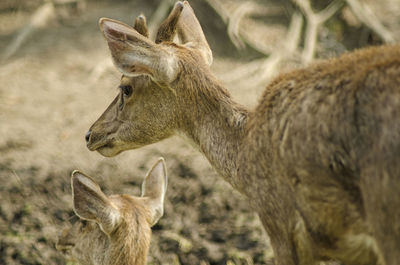 Close-up of deer