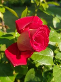 Close-up of red rose