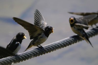 Low angle view of birds flying