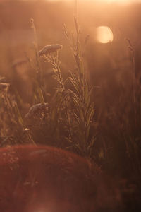 Close-up of stalks in field against sunset