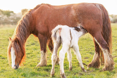 Horses in a field