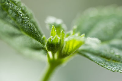 Close-up of wet plant