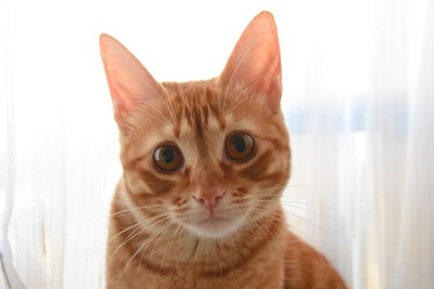 Portrait of ginger cat