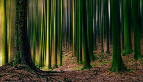 Green trees in forest