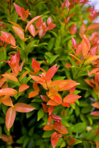 Close-up of orange flowering plant