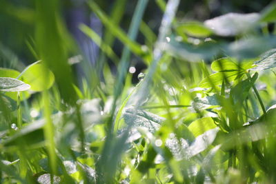 Close-up of wet plants