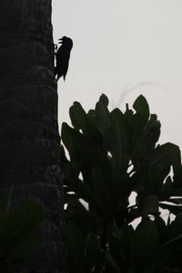 Low angle view of bird perching on plant against sky