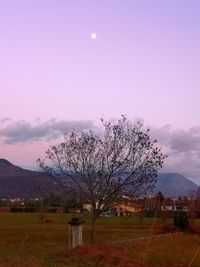 Bare tree on field against sky at sunset