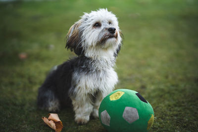 Sitting dog