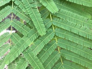 Low angle view of green leaves