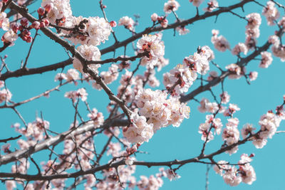 Low angle view of cherry blossom