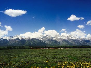 Plants on countryside landscape against mountains