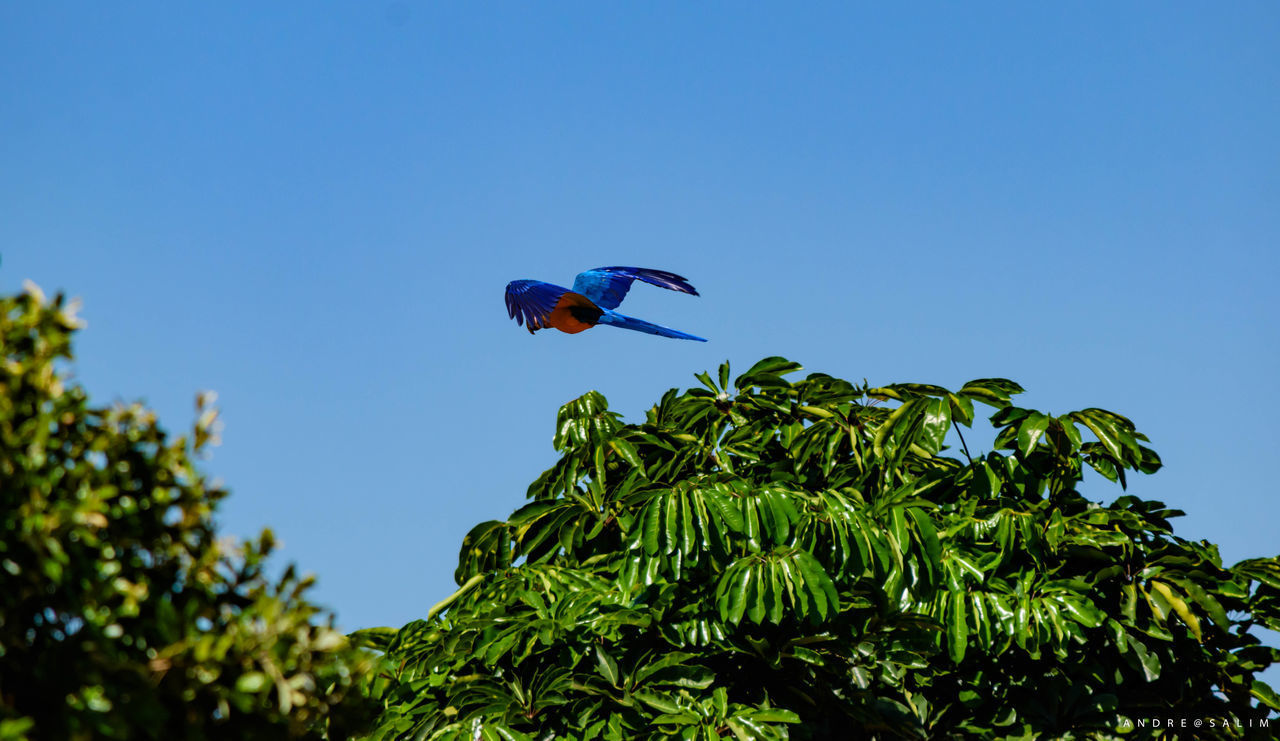 LOW ANGLE VIEW OF BIRD AGAINST CLEAR BLUE SKY