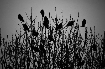 Plants against sky at sunset