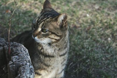 Close-up of cat sitting outdoors