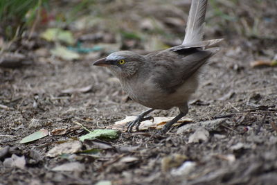 Close-up of bird perching on a land