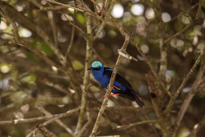 Bird perching on branch