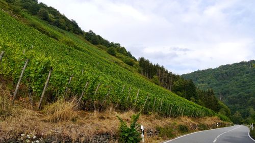Vineyard beside country road growing on hill